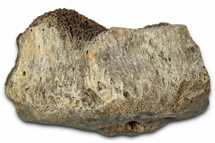 Fossil Tyrannosaur (T rex) Vertebra Section - Wyoming #350403